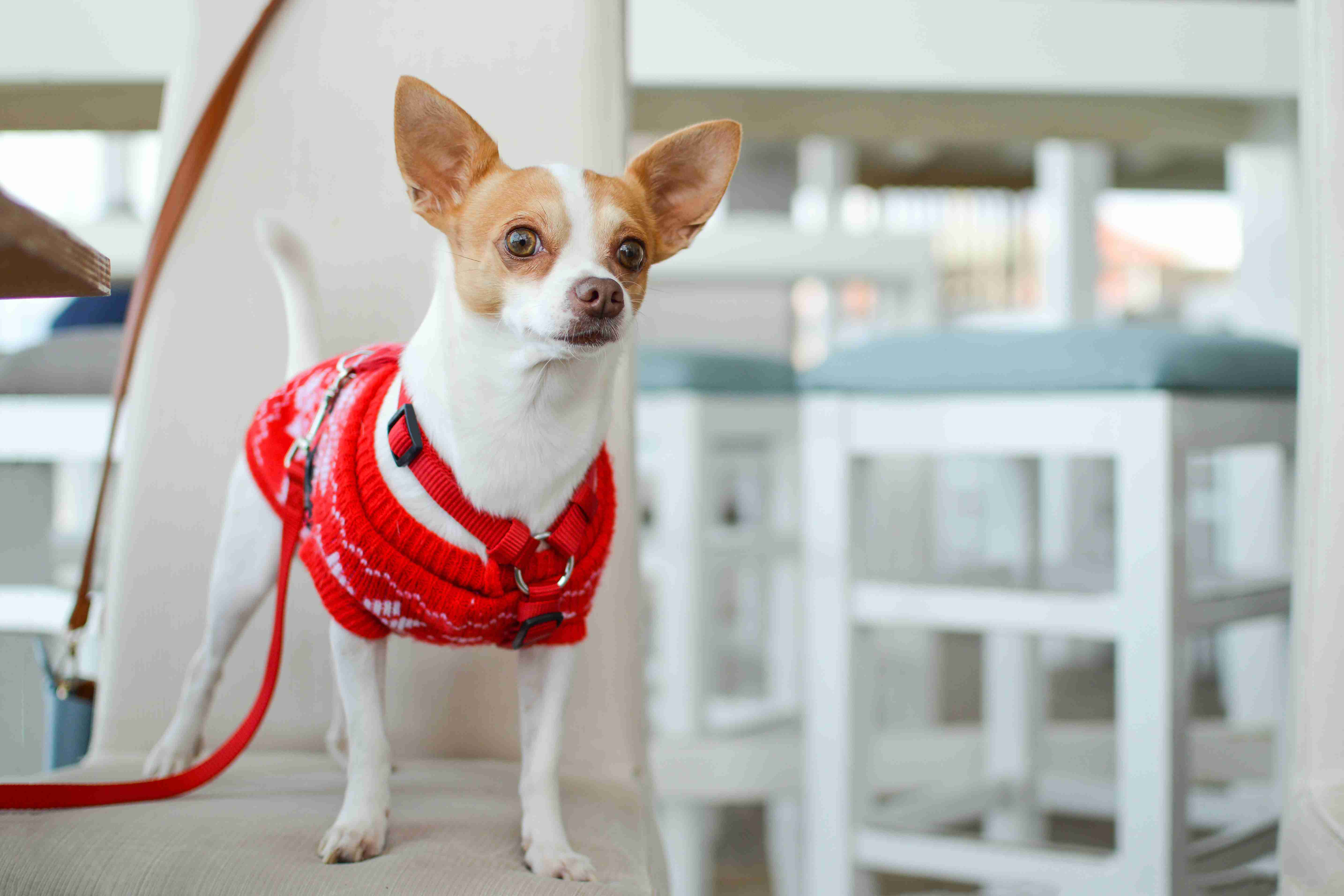 Can Chihuahuas be aggressive due to a lack of socialization or exposure to different people and environments?